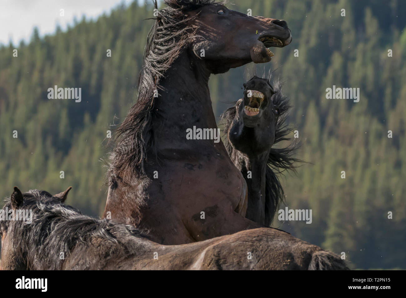 Wild/feral horses live in the Rocky Mountains of Canada in the province of Alberta.  This pair of stallions are engaged in a serious fight to determin Stock Photo