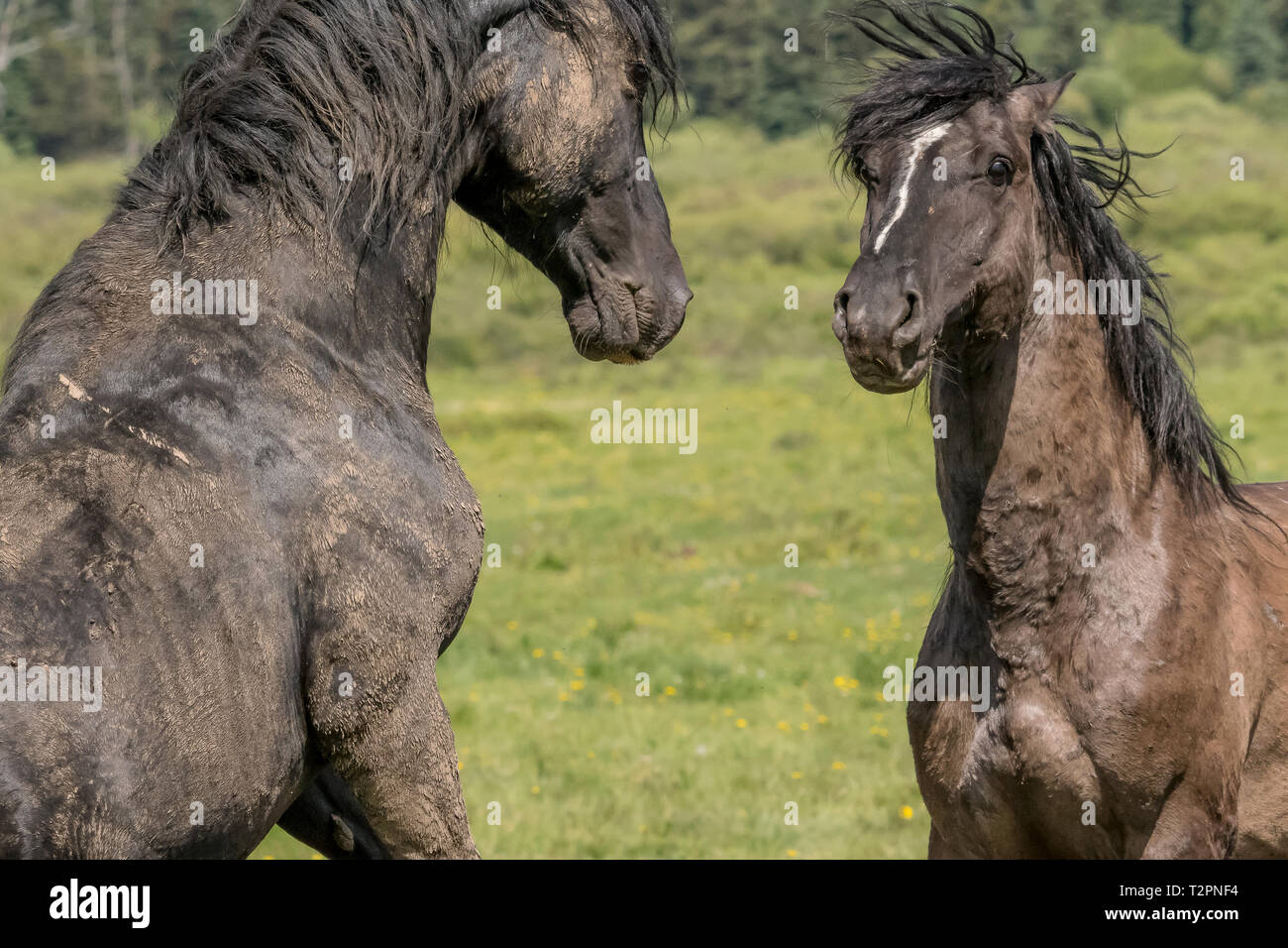 Wild/feral horses live in the Rocky Mountains of Canada in the province of Alberta.  This pair of stallions size each other up to see who might win a  Stock Photo