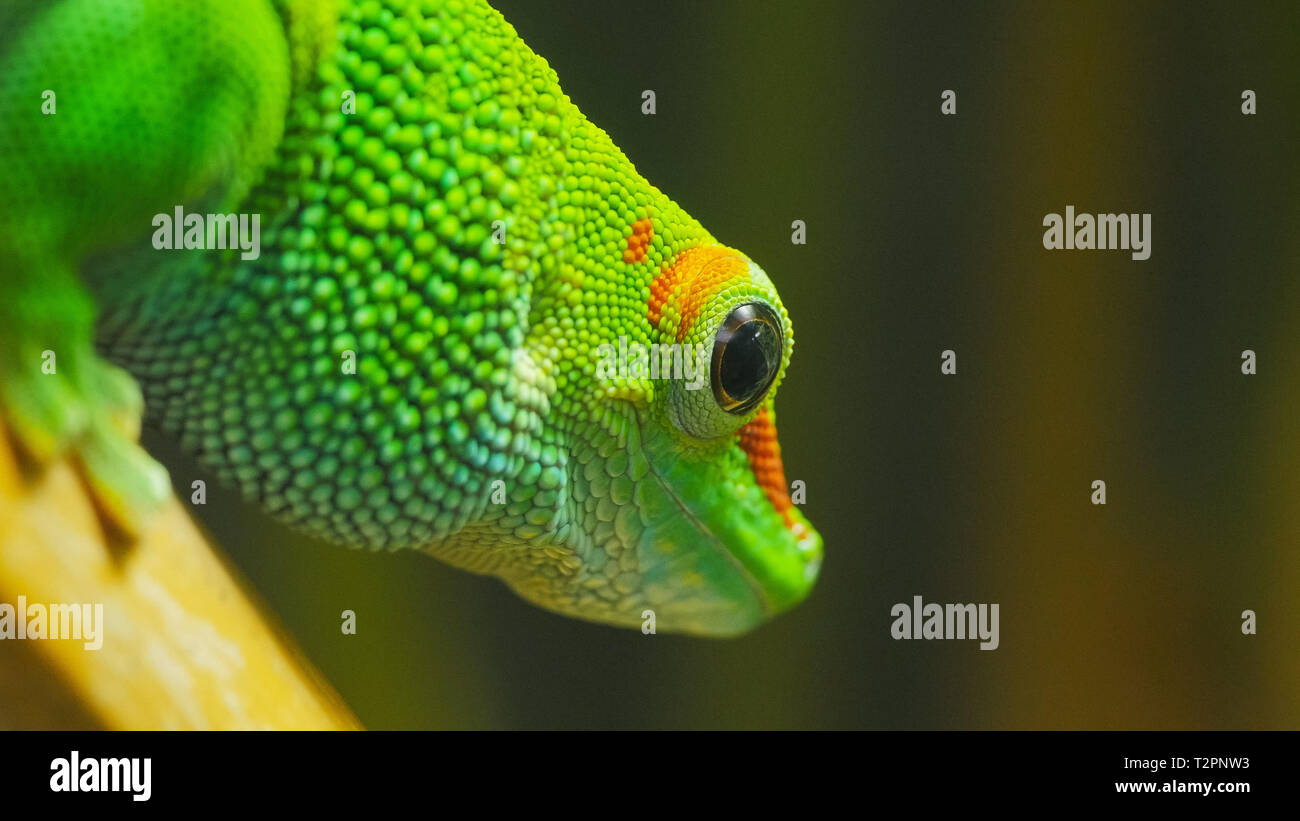 close up of a madagascar giant day gecko Stock Photo