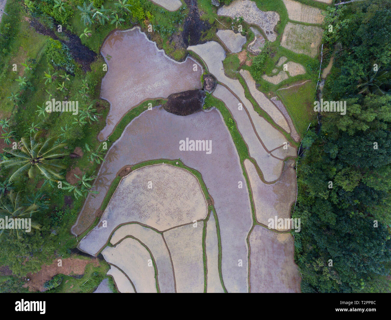 Wet rice fields in interval period before seeds plant again Stock Photo