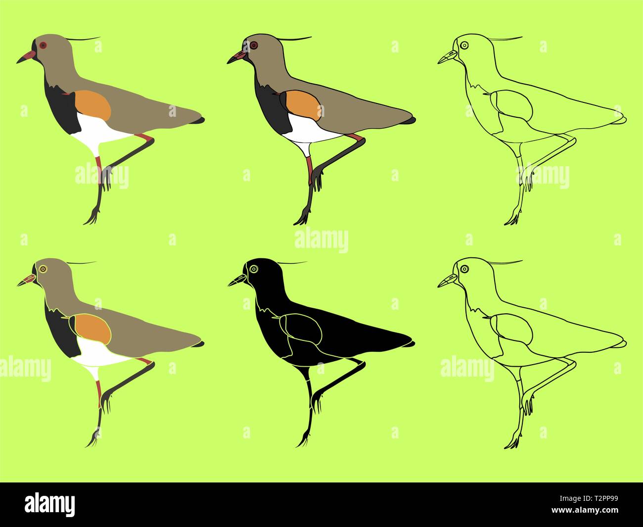 Quero Quero bird or Vanellus chilensis species Stock Vector