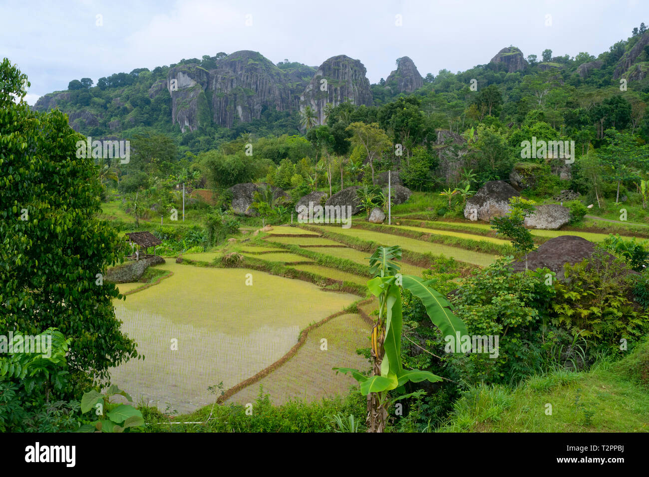 Lovely rice fields next to ancient mountain of Nglanggeran in Yogyakarta. Stock Photo