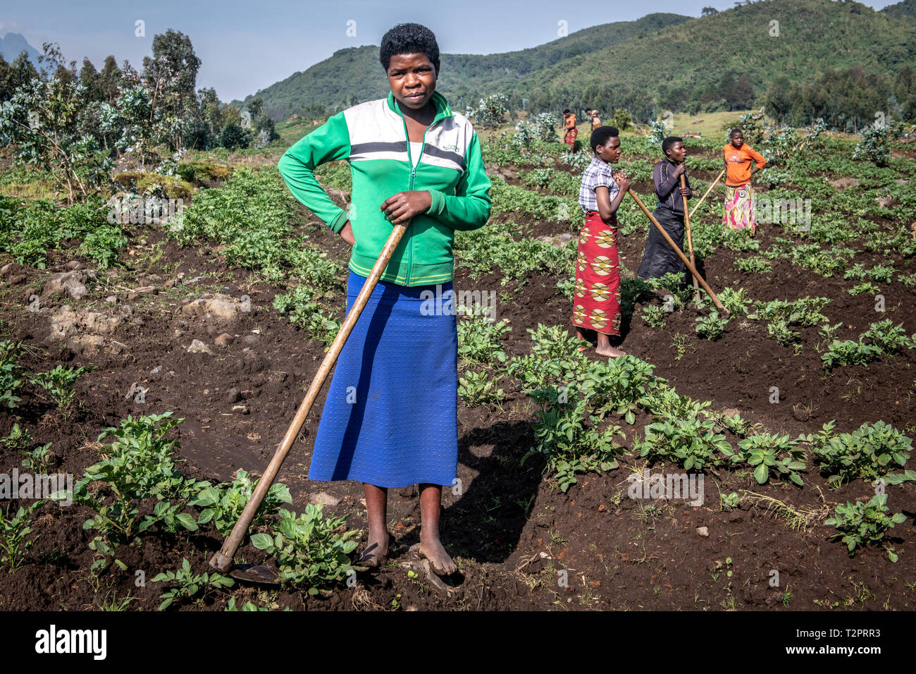 Workers in Potato fields on small farms near Volcanos National Park , Rwanda Stock Photo