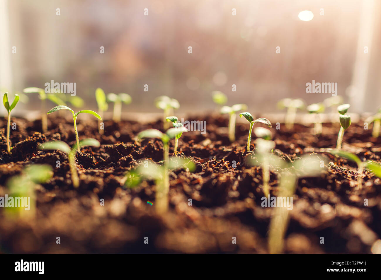 Growing tomato sprouts at home by window. Spring preparation