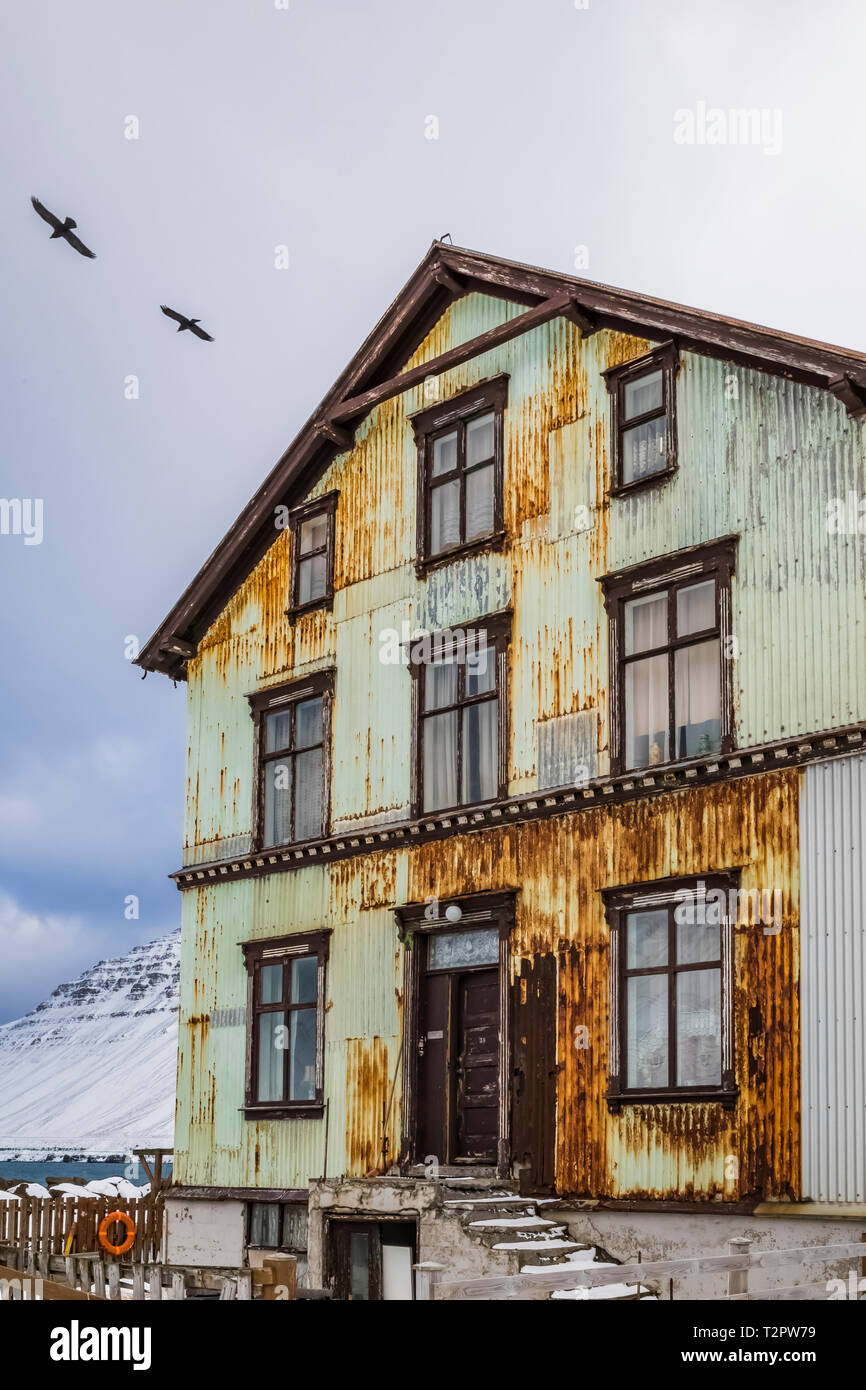 Common Ravens, Corvus corax, flying over an old building in Ísafjörður, located along the large fjord known as Ísafjarðardjúp, in the Westfjords regio Stock Photo