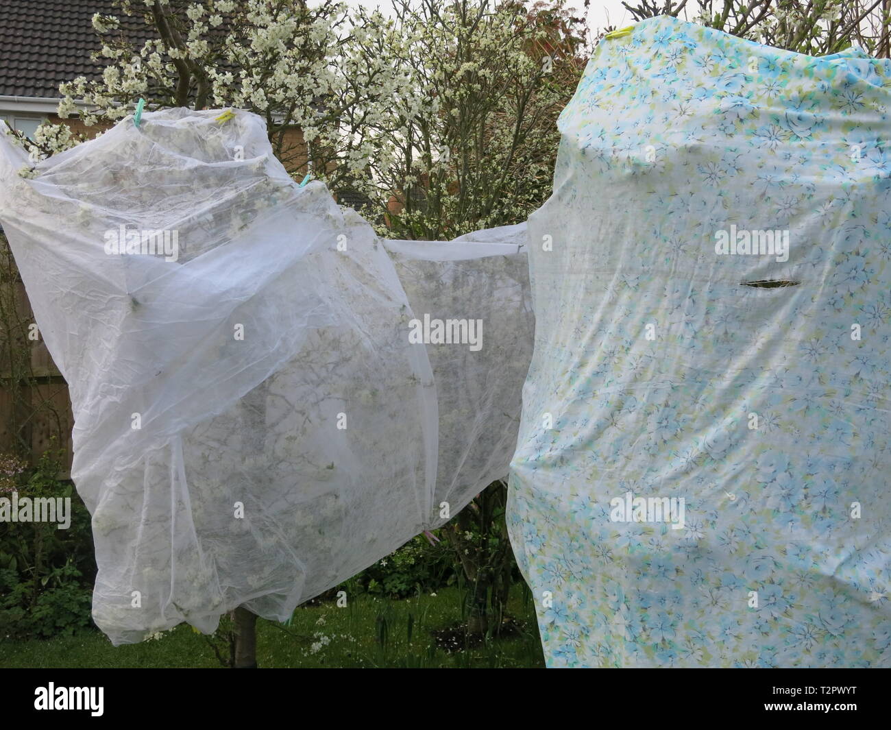 Horticultural fleece & an old sheet are used to protect the blossom of a fruit tree; English gardeners beware of a sharp April frost in 2019. Stock Photo