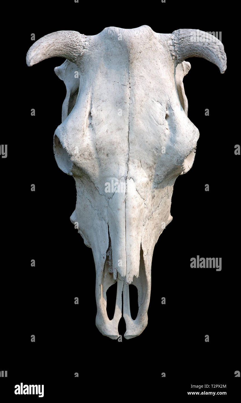 White cow skull on black background, isolated Stock Photo