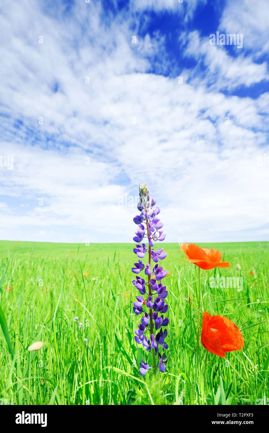 Beautiful poppies on green field with blue sky and clouds in background ...