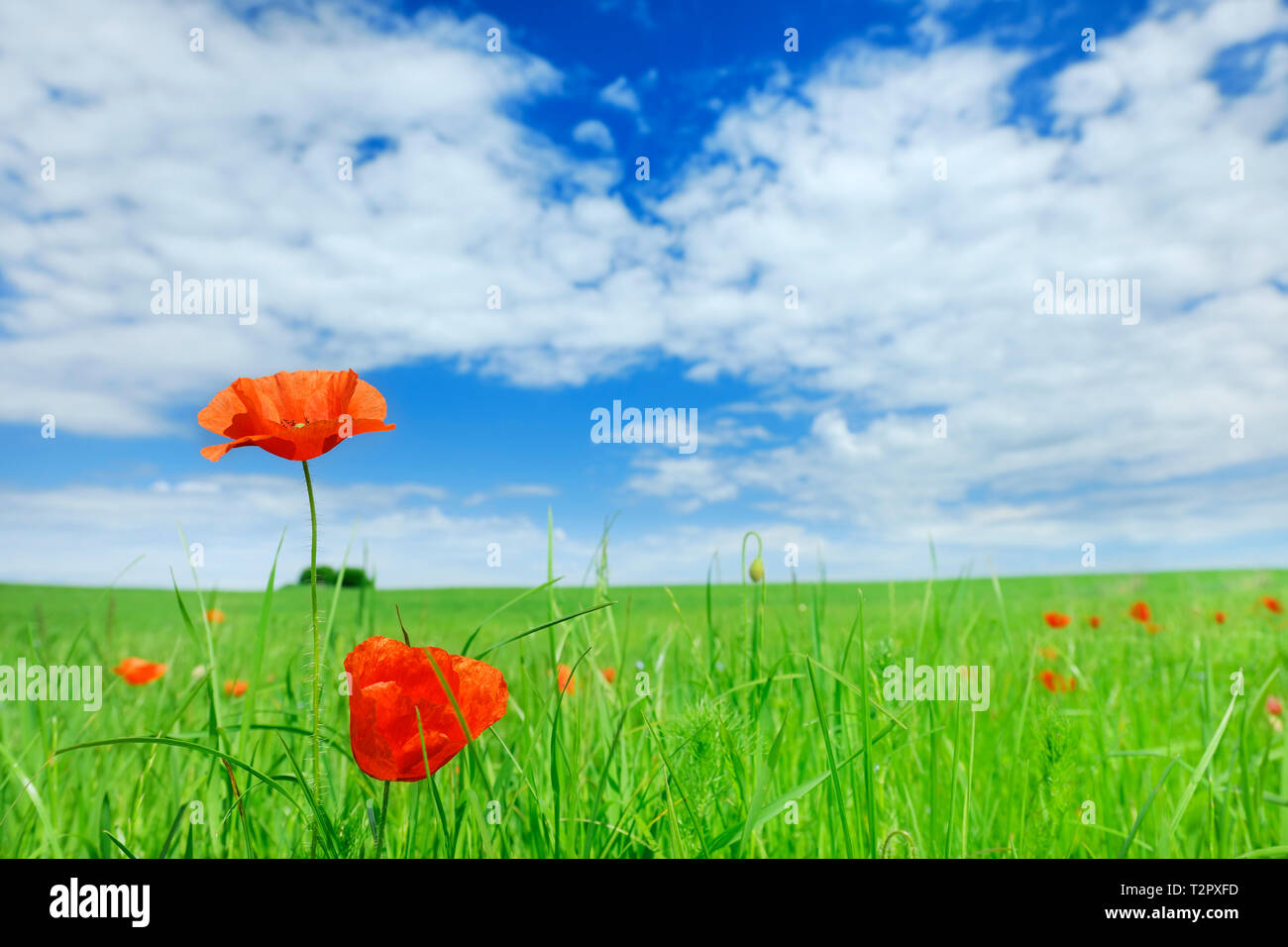 Beautiful poppies on green field with blue sky and clouds in background ...