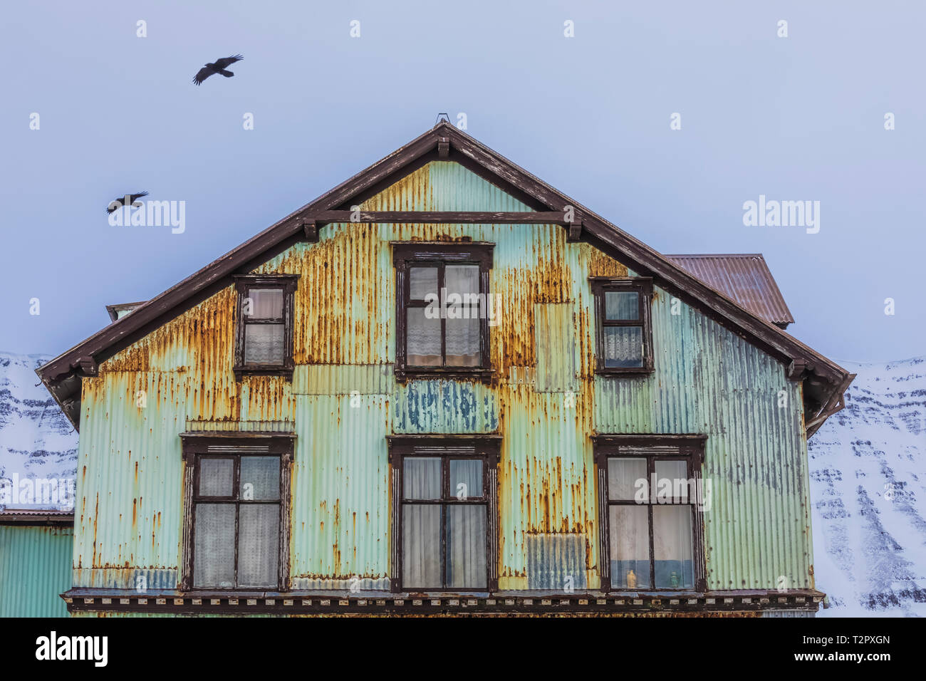 Common Ravens, Corvus corax, flying over an old building in Ísafjörður, located along the large fjord known as Ísafjarðardjúp, in the Westfjords regio Stock Photo