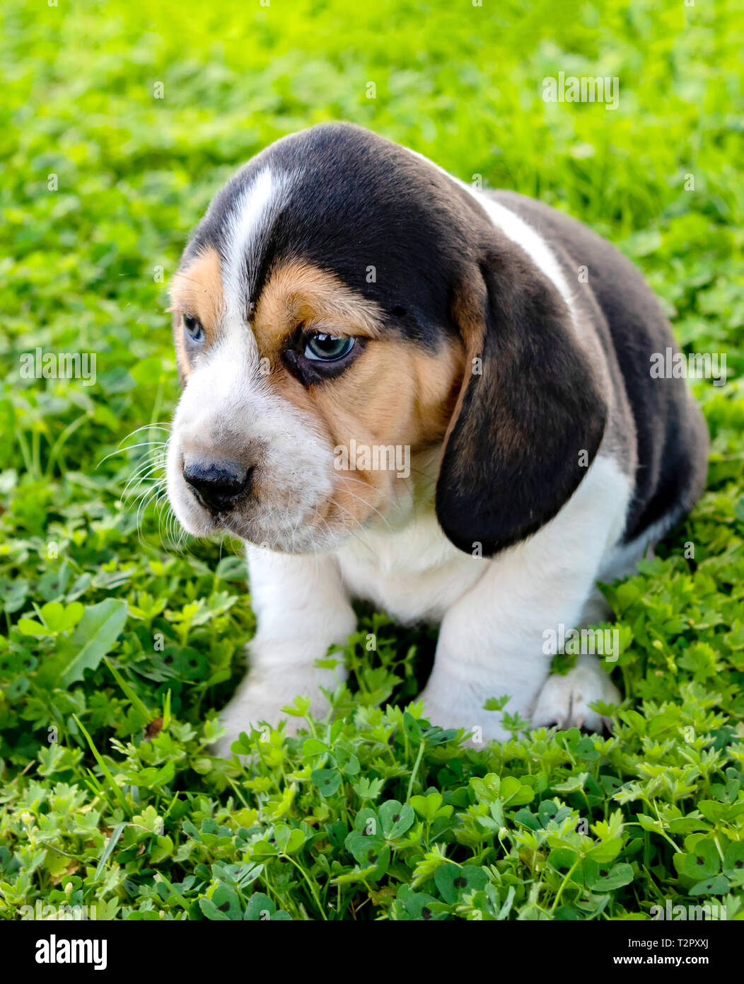 Beautiful beagle puppy brown and black on the green grass Stock Photo