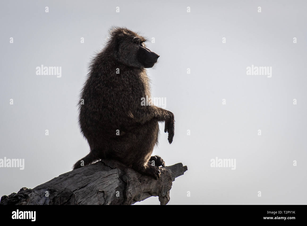 Olive baboon (Papio anubis)  also called the Anubis baboon sits on a branch in the Maasai Mara National Reserve, Kenya Stock Photo