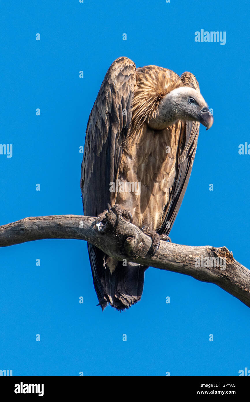 Rüppell's griffon vulture (Gyps rueppelli), Maasai Mara National ...
