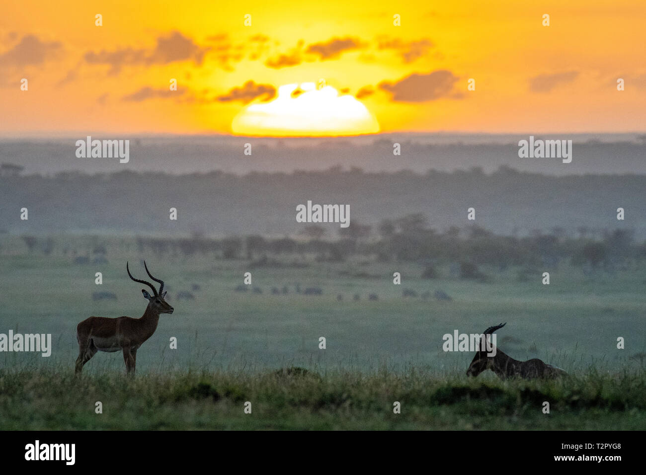 Sunset in masaai mara hi-res stock photography and images - Alamy