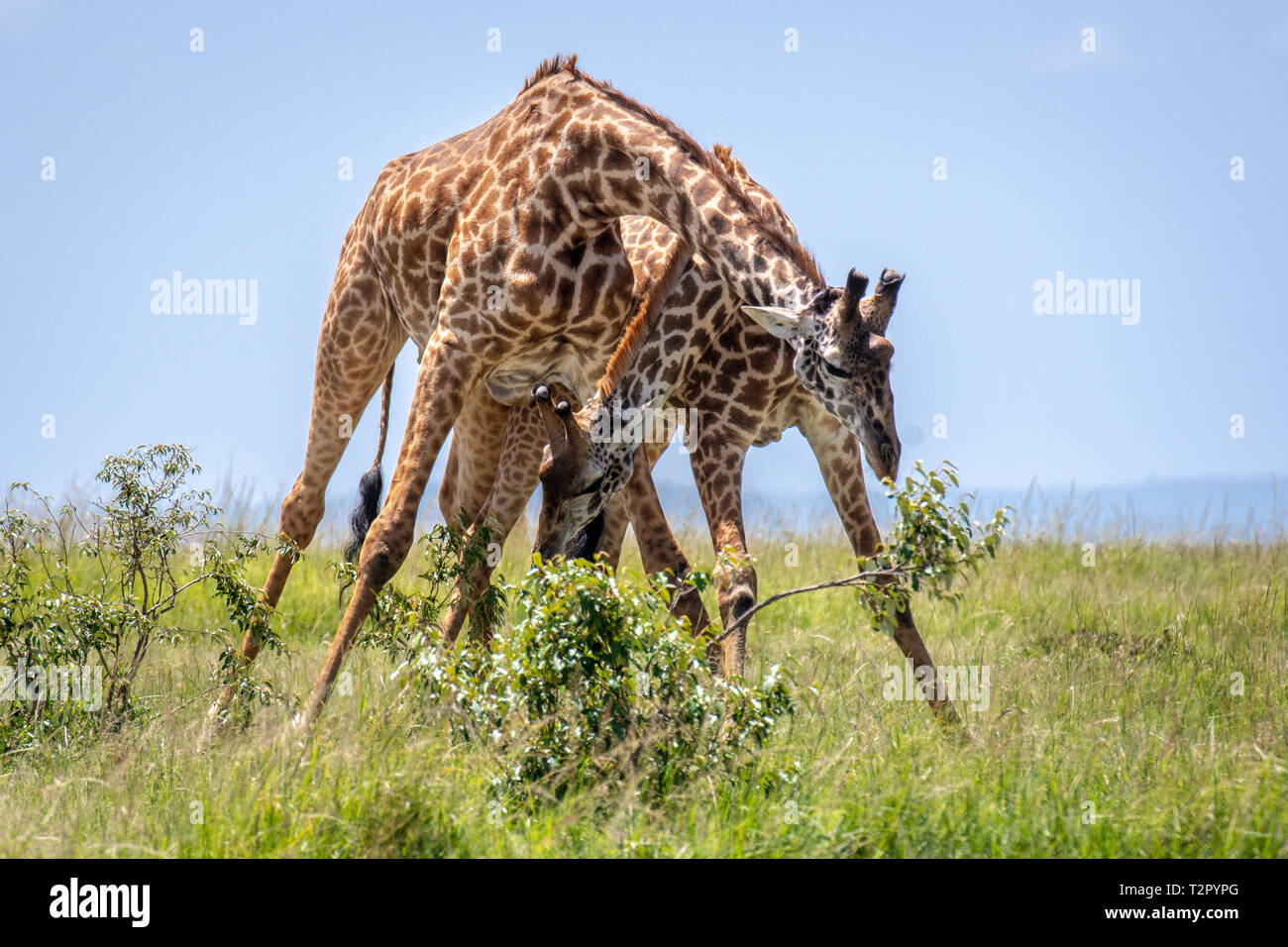 Masai giraffes (Giraffa camelopardalis tippelskirchii), in the Maasai Mara National Reserve, Kenya Stock Photo