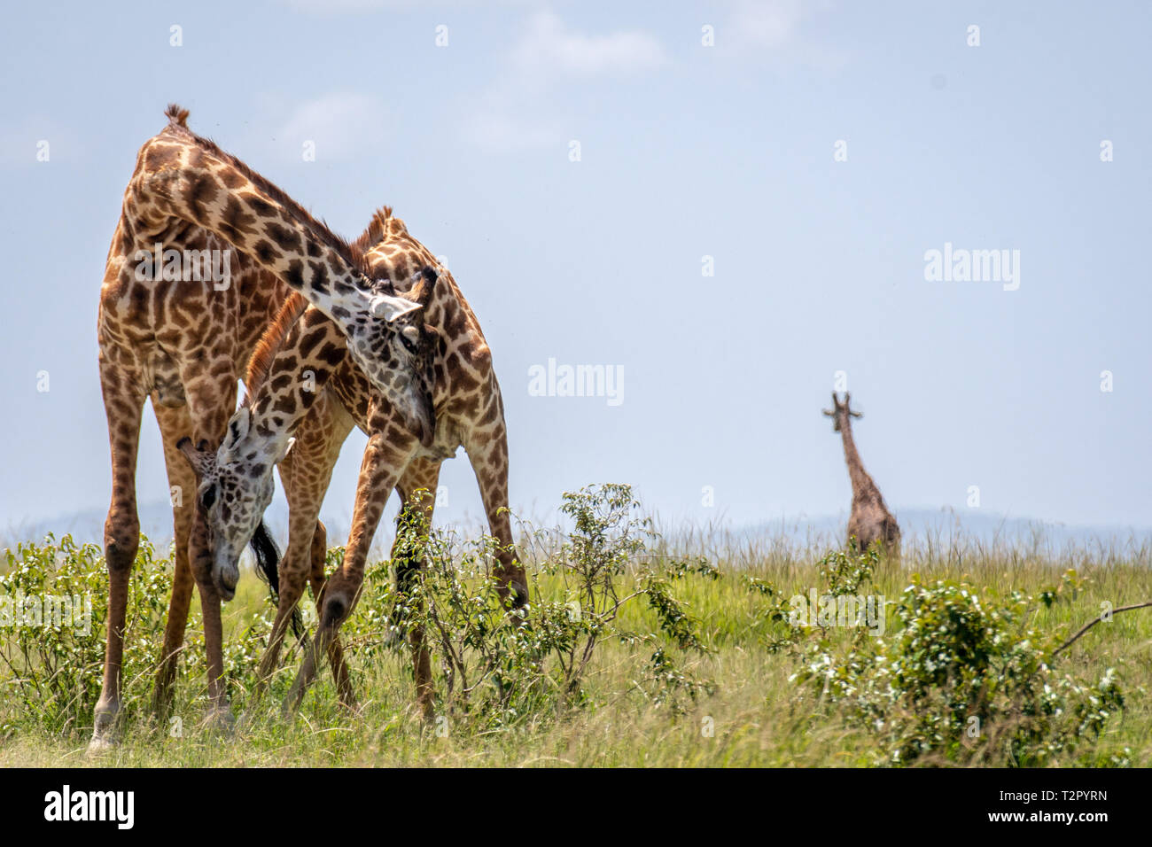 Masai giraffes (Giraffa camelopardalis tippelskirchii), in the Maasai Mara National Reserve, Kenya Stock Photo