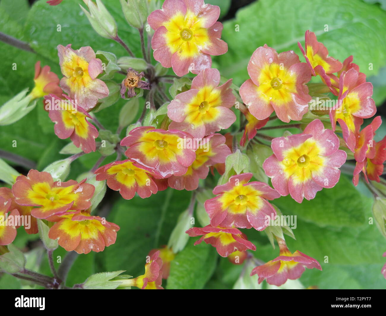 Spring-flowering primroses with nodding, petite, yellow & pink flowers thrive in a shady border in an English garden Stock Photo