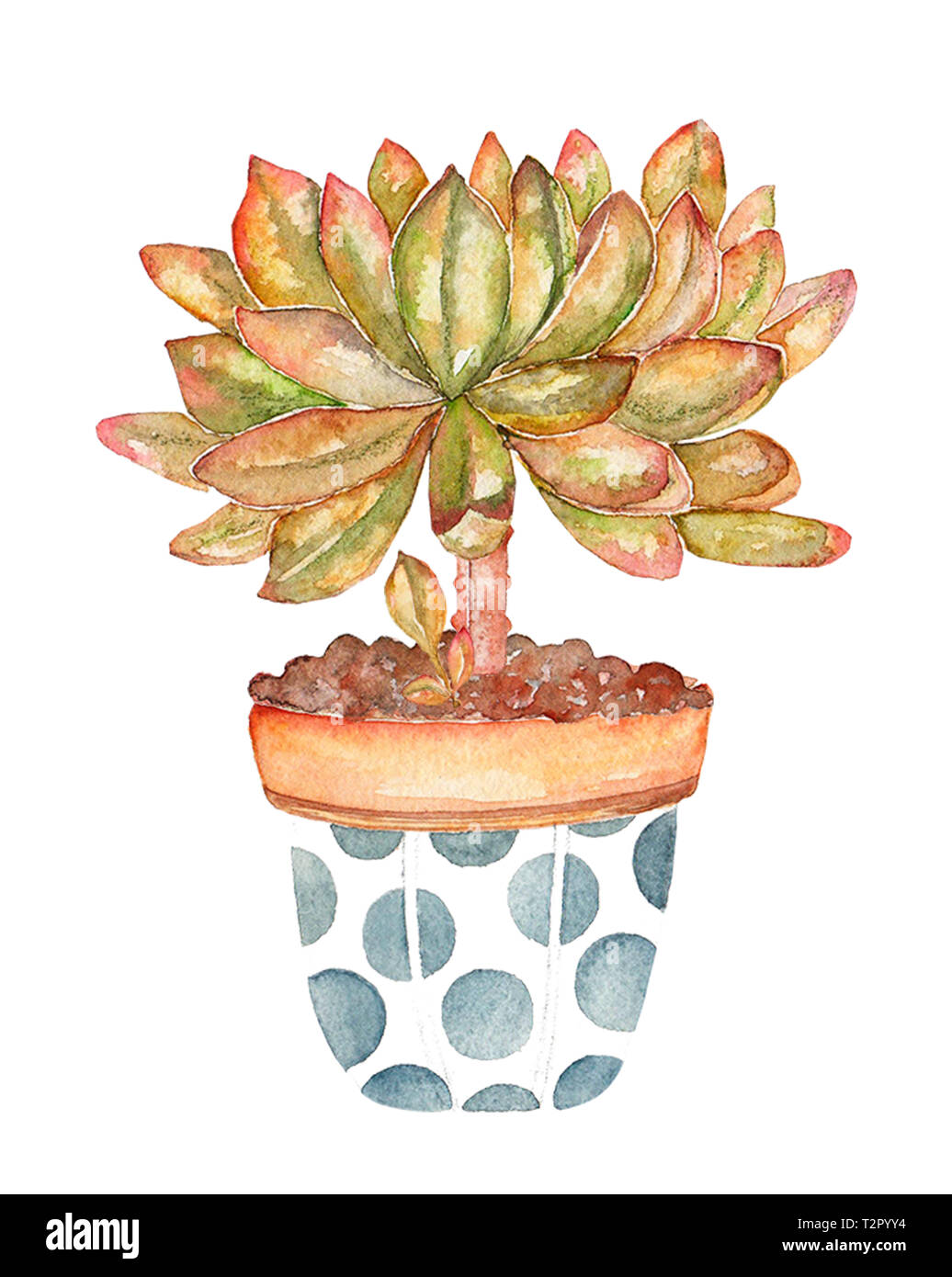 Watercolor Cactus isolated on white background in a pot with dots ...