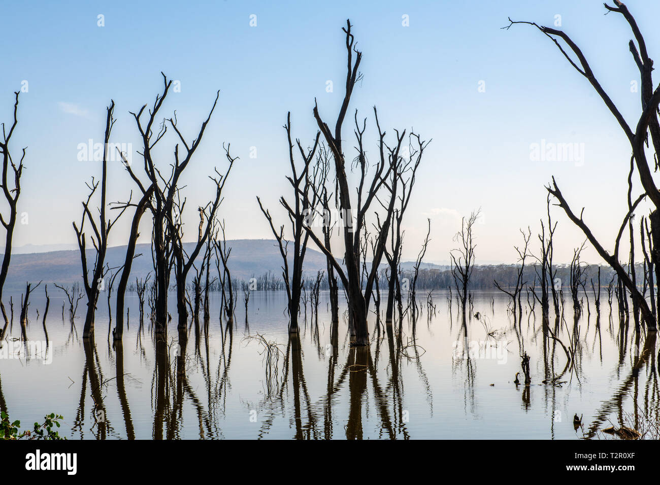 Dead trees jolt above the surface of Lake Nakuru in Lake Nakuru National Park, Kenya Stock Photo