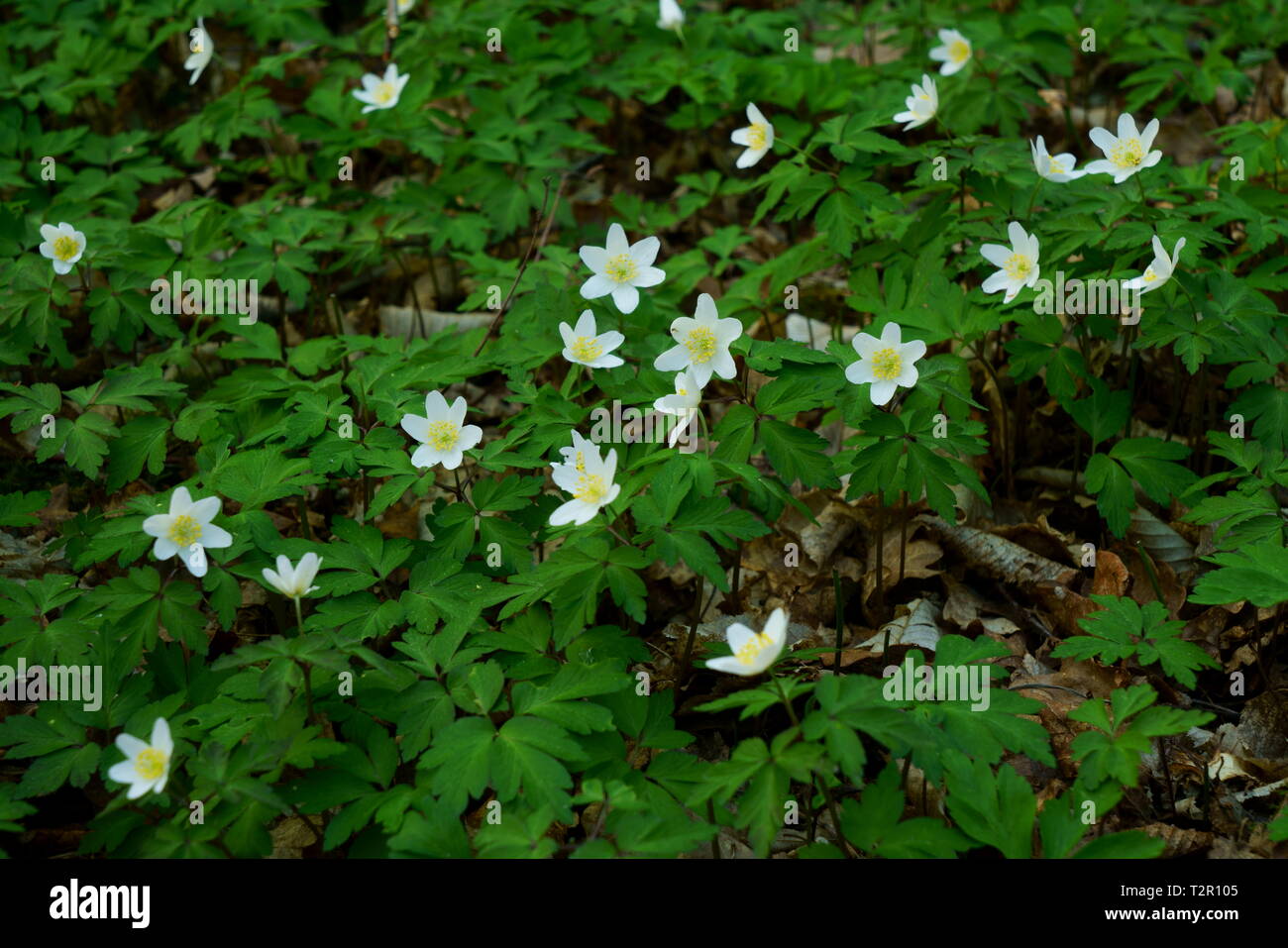 Wood Anemone plant in flower Stock Photo Alamy