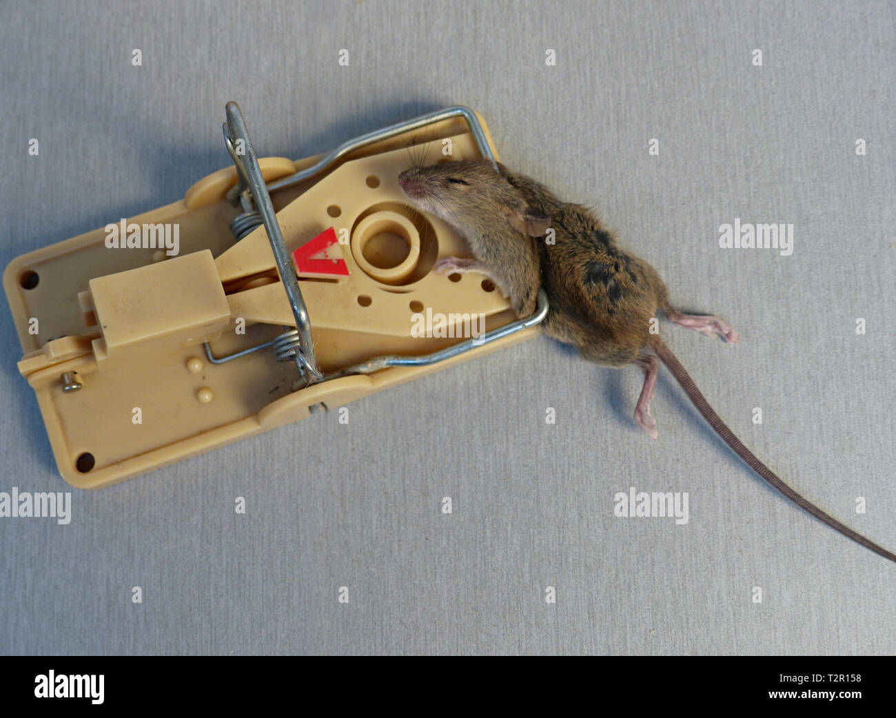 Mouse Stock Photo