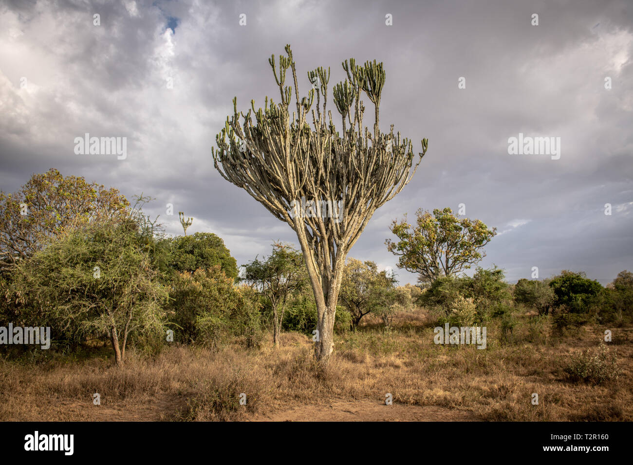 A candelabra tree (Euphorbia ingens) in Lake Nakuru National Park, Kenya Stock Photo