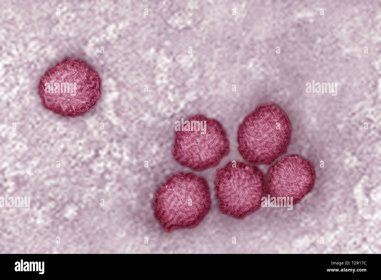 Flavivirus Stock Photo