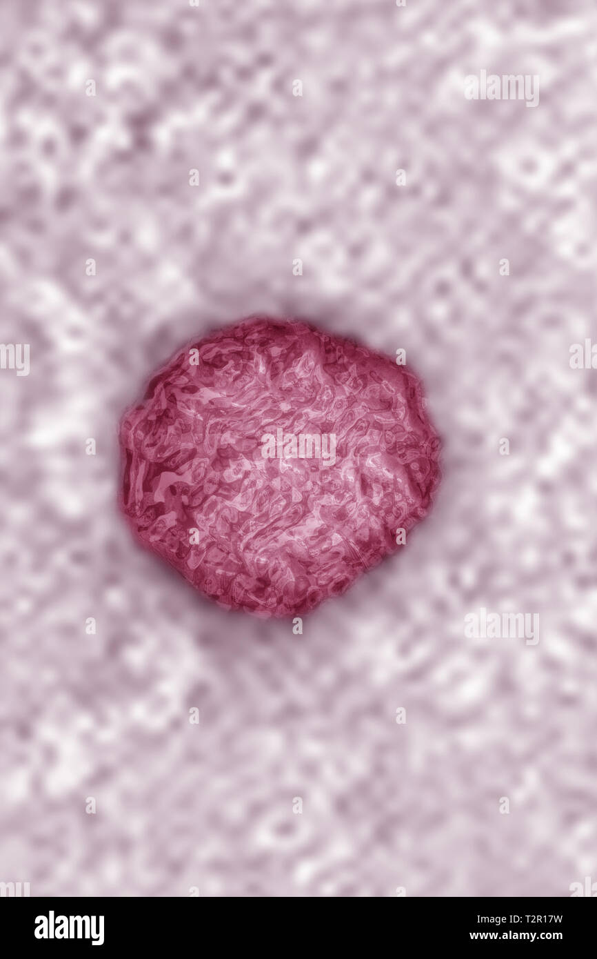 Flavivirus Stock Photo