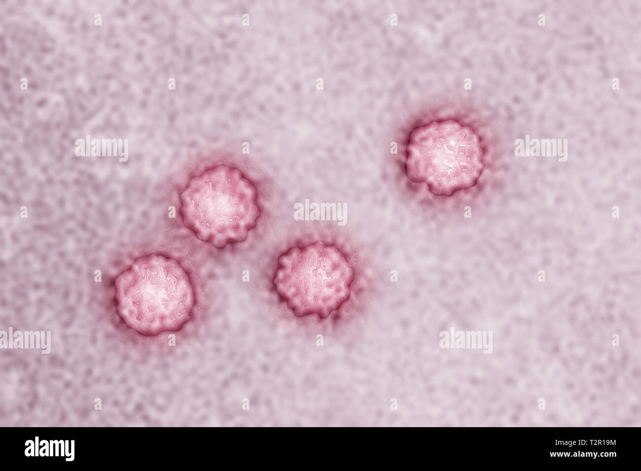 Hepatitis A virus Stock Photo