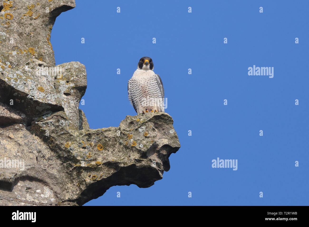 Adult Peregrine Falcon Stock Photo
