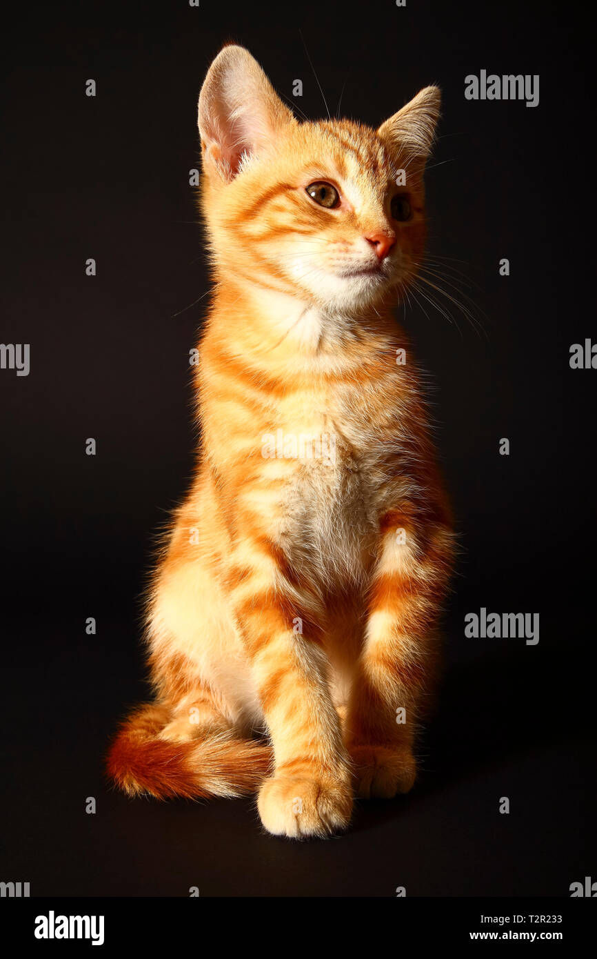 Black mackerel tabby hires stock photography and images Alamy