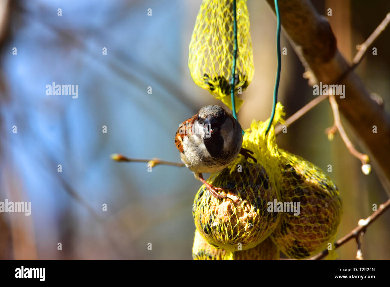 Sparrow eating nuts in a garden. Stock Photo