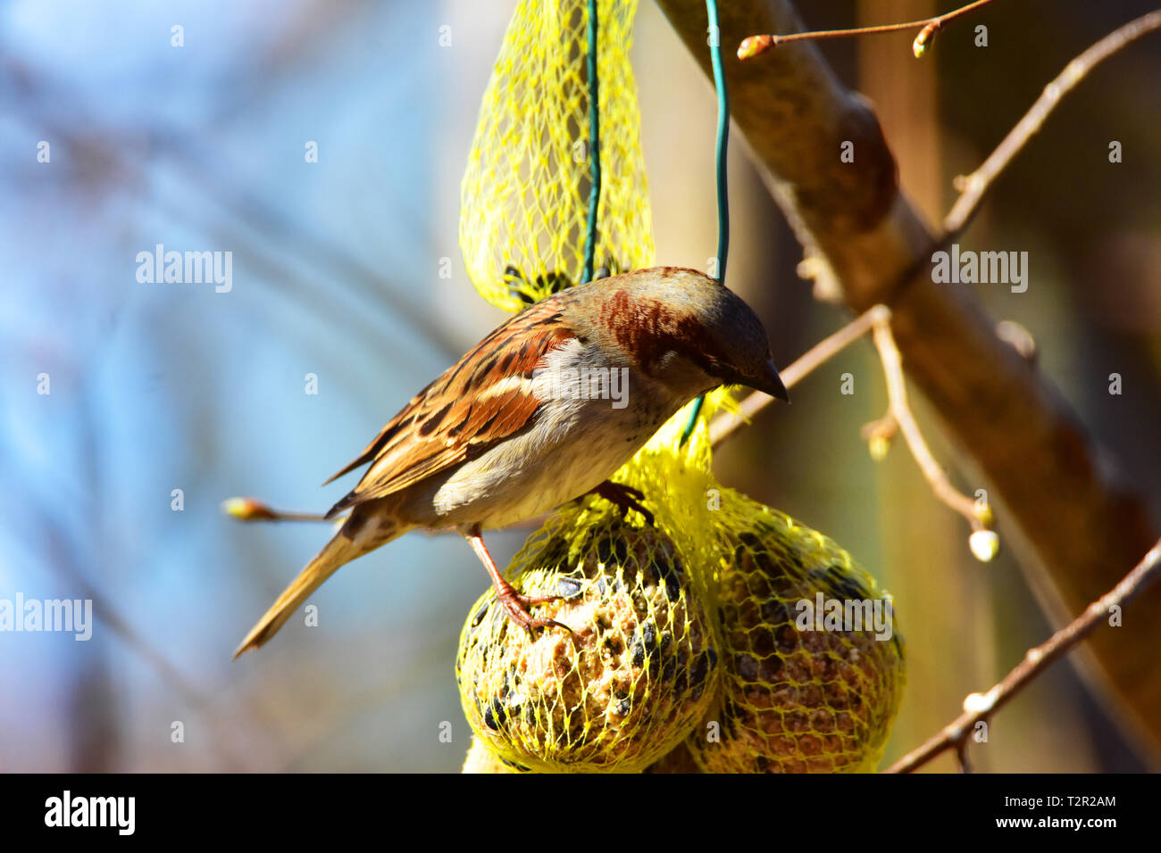 Sparrow in tree bark hi-res stock photography and images - Alamy