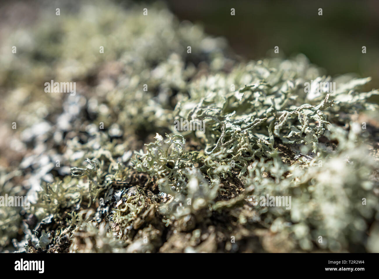A close-up of a fallen tree covered with moss. Texture background white ...