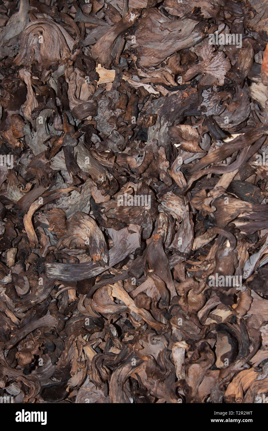 Craterellus cornucopioides, or horn of plenty, is an edible mushroom