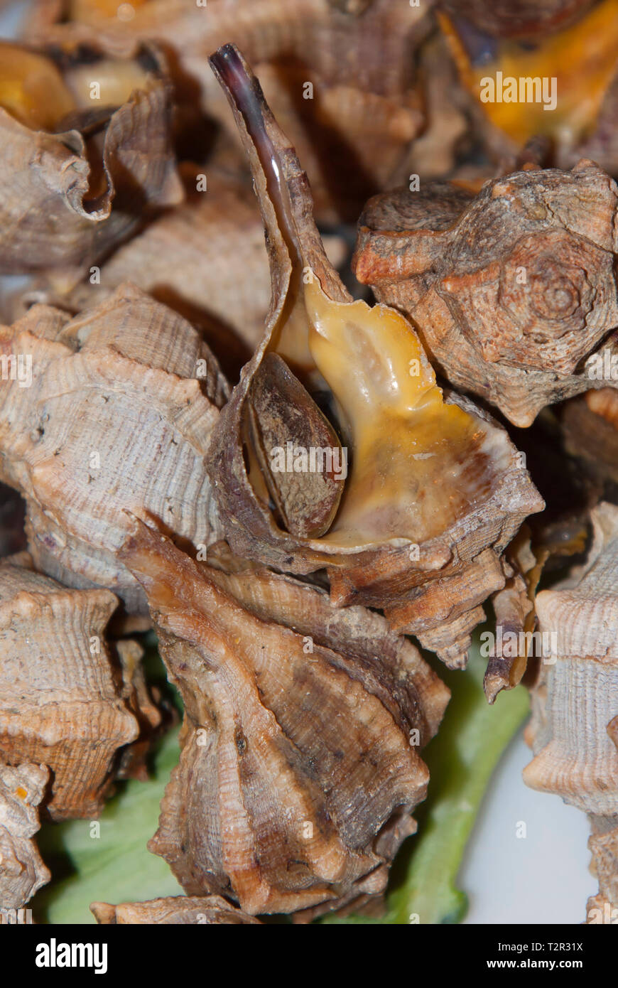 A shell of Bolinus brandaris on a market in Spain Stock Photo