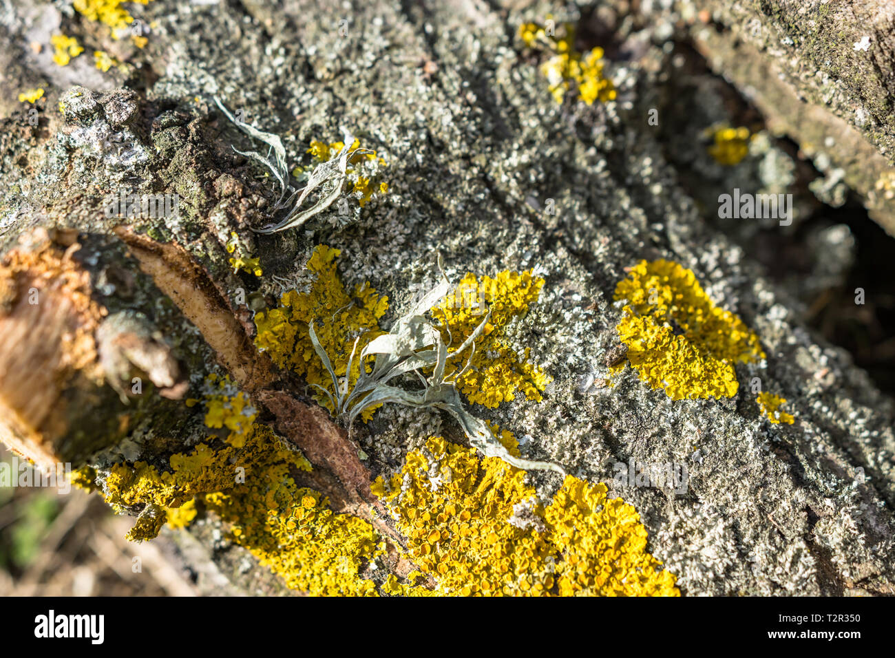 A close-up of a fallen tree covered with moss. Texture background white ...