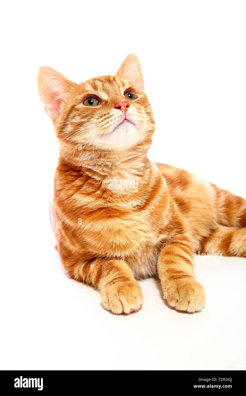 Mackerel ginger tabby kitten looking up isolated on a white background