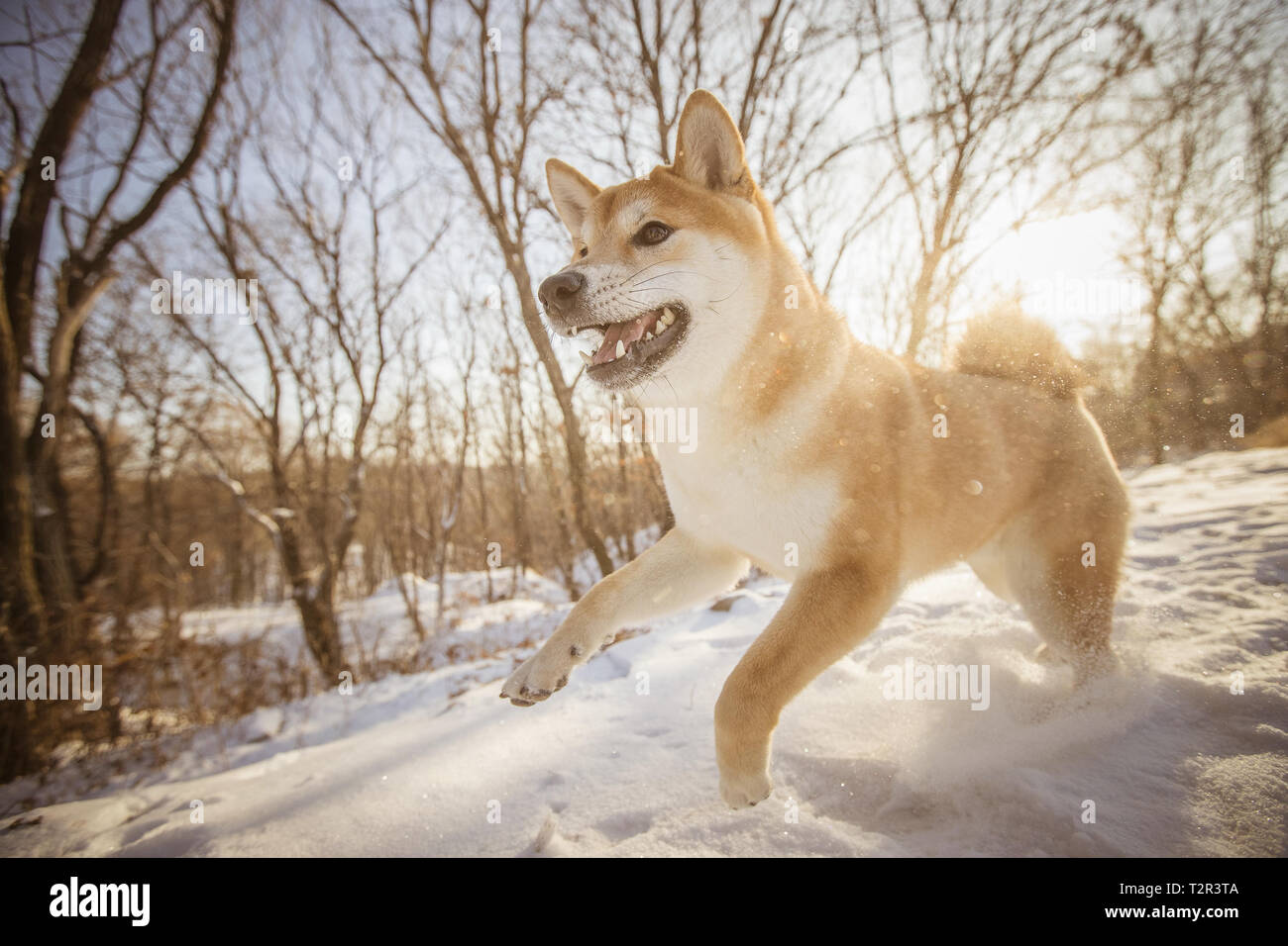 Porait of Dog. Dog runs on the snow ground in the forest Stock Photo