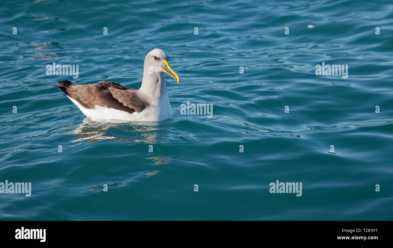 Buller's Albatross, paddling on the sea, Kaikoura coast, New Zealand. Stock Photo