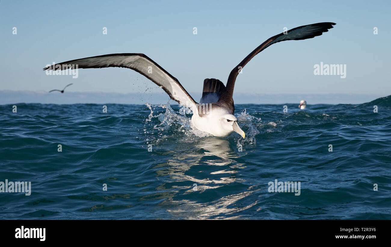 Buller's Albatross, splash landing on the ocean, Kaikoura coast, New Zealand. Stock Photo
