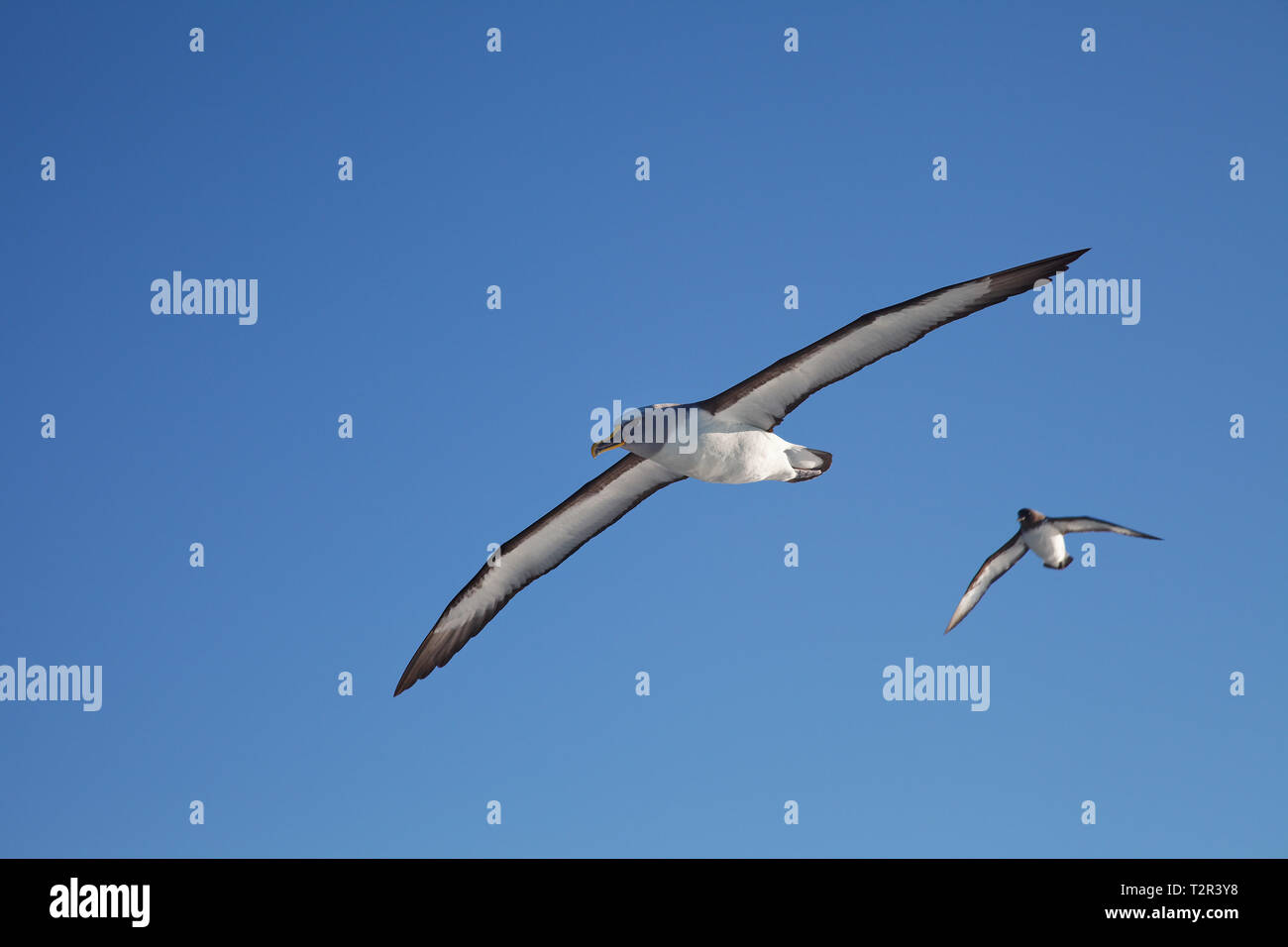 Buller's Albatross, gliding along the Kaikoura coastline, New Zealand. Stock Photo