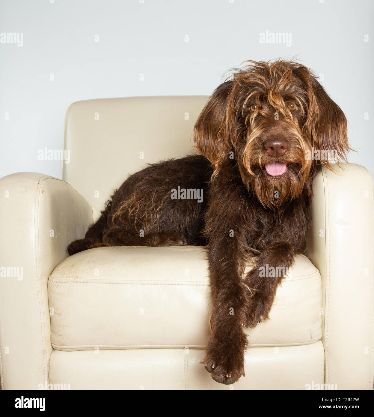 Shaggy brown labradoodle dog on chair in studio Stock Photo Alamy