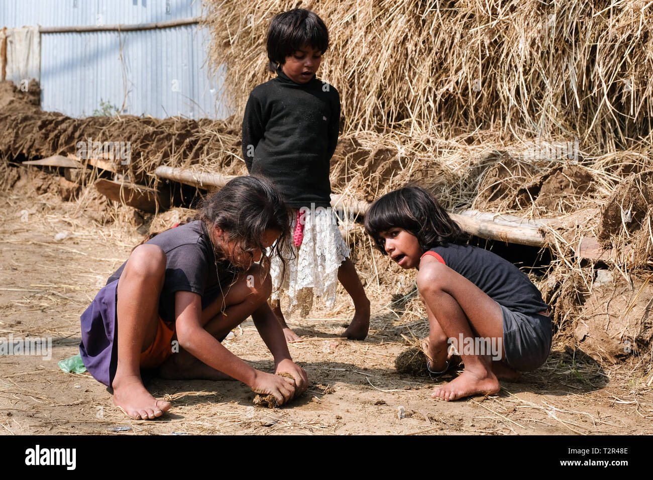 Children collect and shape cow dung. dried it is used as fuel. Side street in Argatala, State of Tripura, Northeast India Stock Photo