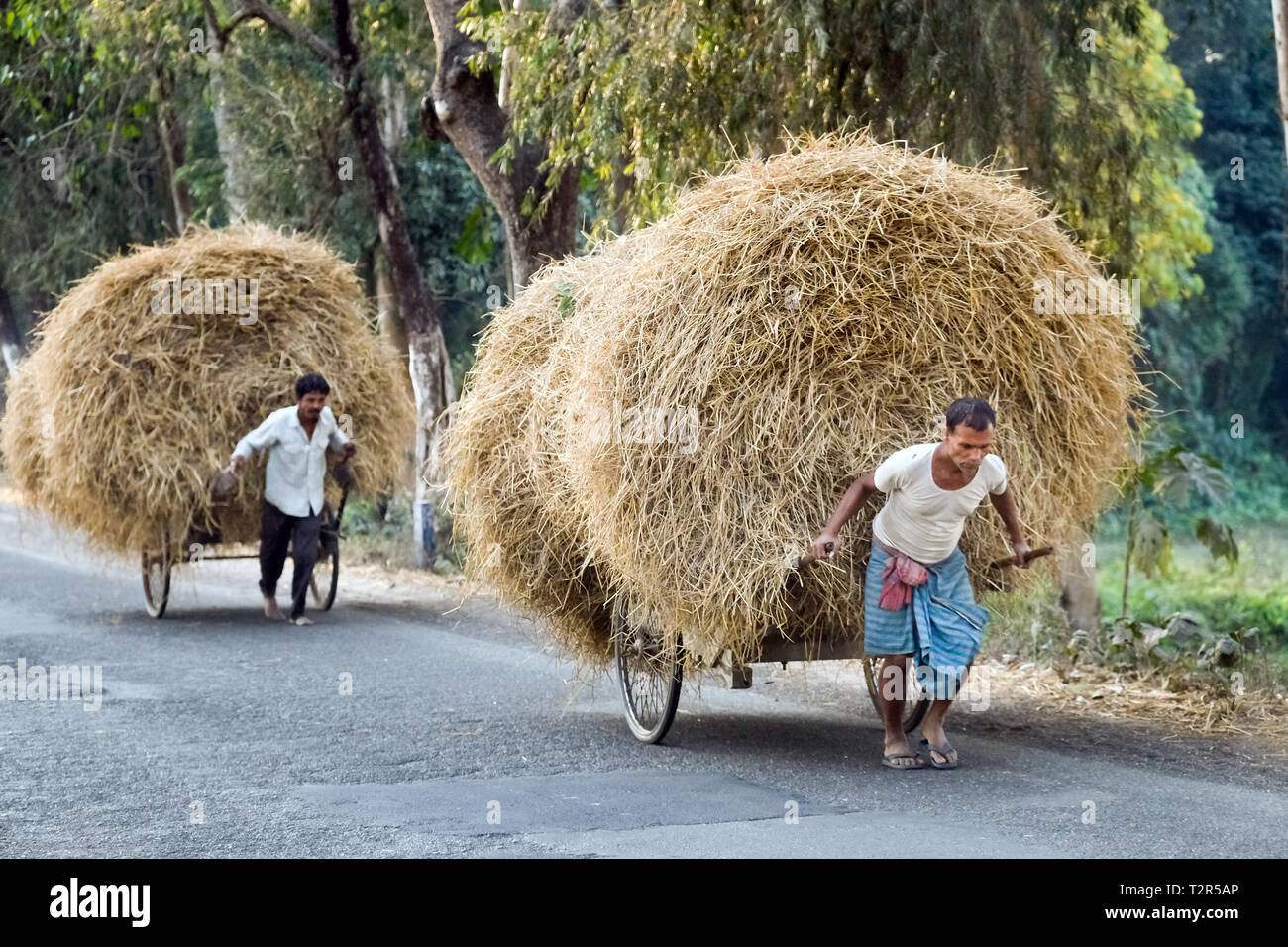 Farmers pull hay as cattle feed on their carts, at Ambagon, Assam, India   ---   Bauern ziehen Heu als Viehfutter auf ihren Karren, bei Ambagon, Assam, Indien Stock Photo