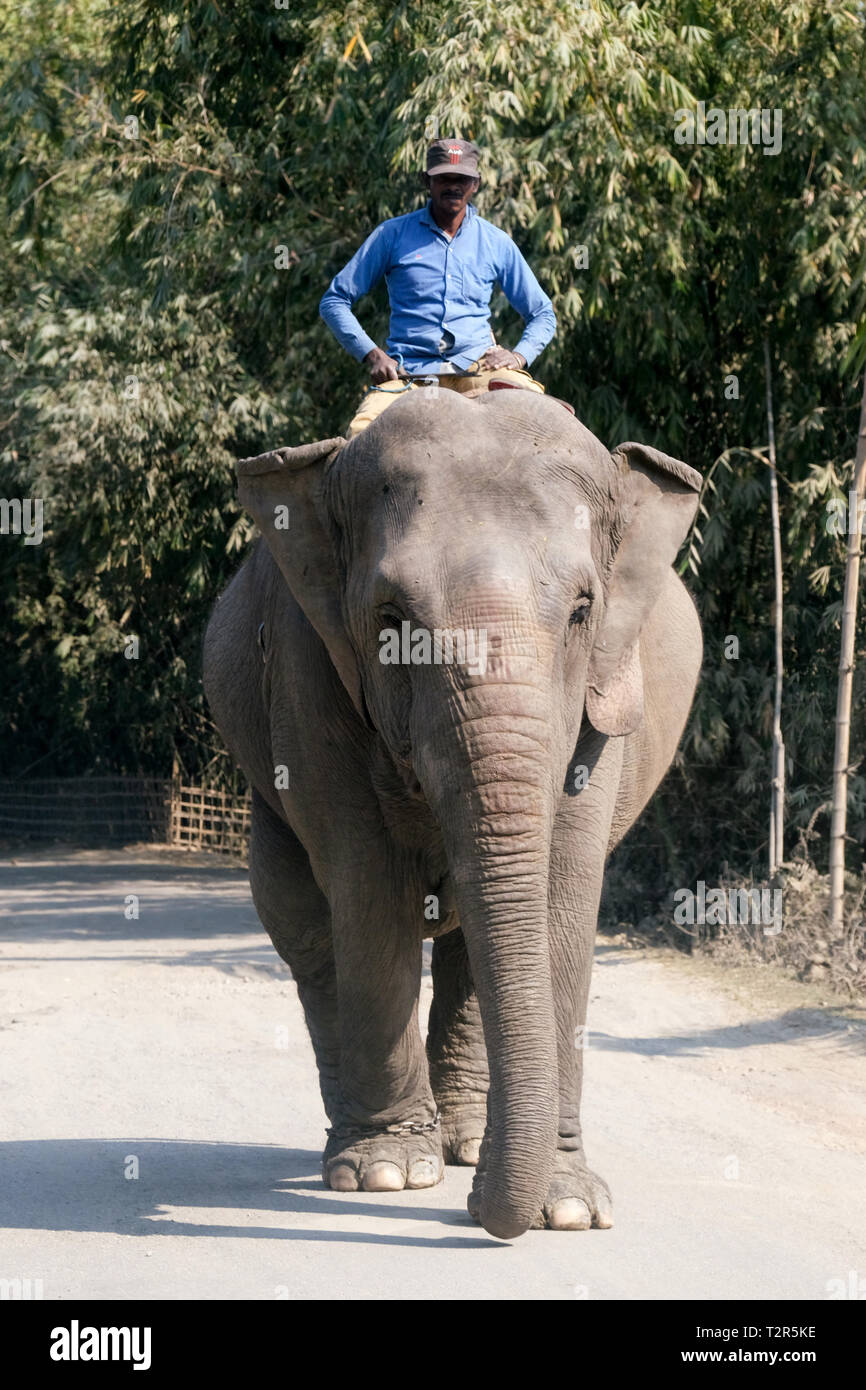 Elephant with his mahud on a street at Tezpur, Assam state, India   ---   Elefant mit seinem Mahud auf einer Straße bei Tezpur, Bundesstaat Assam, Indien Stock Photo
