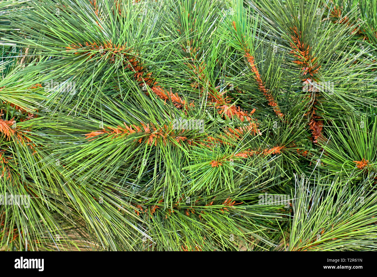 Traditional natural ever green pine tree needles Stock Photo Alamy