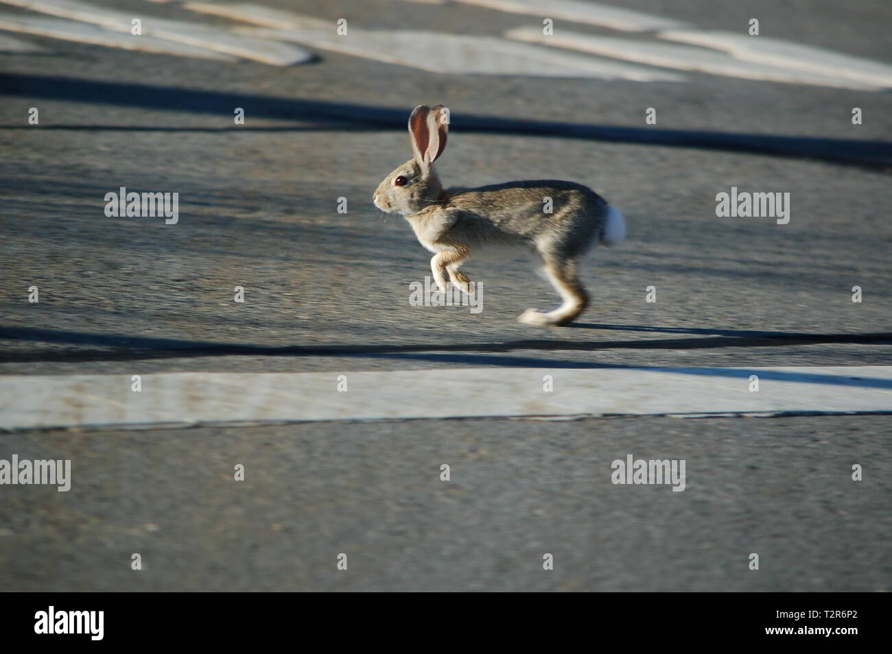 A Desert Cottontail hopping on pavement of State Route 25 in the