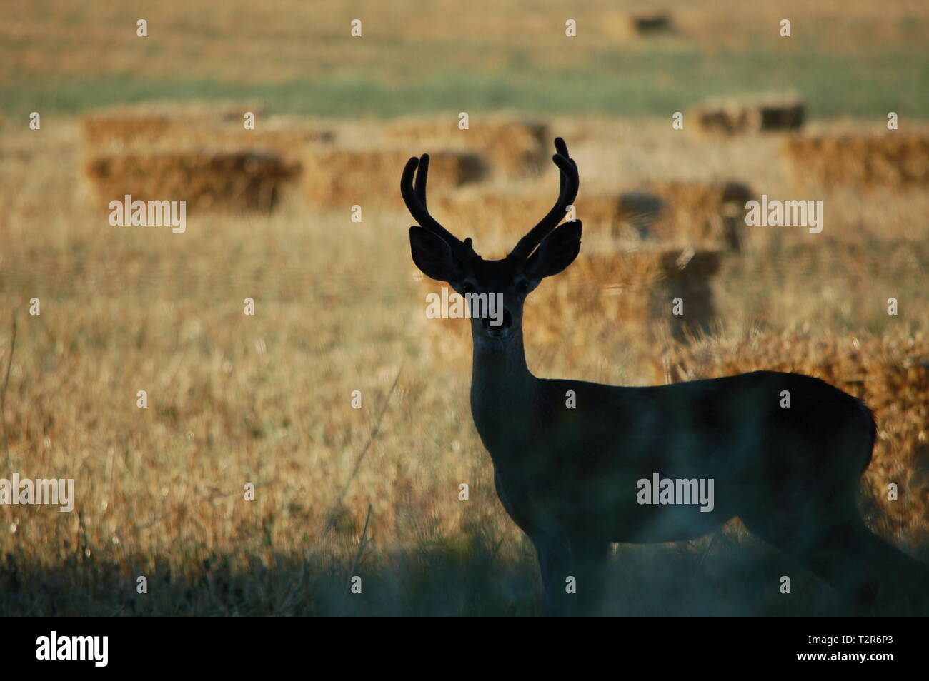 A Blacktail Deer roams through a hay field in the Bitterwater Valley