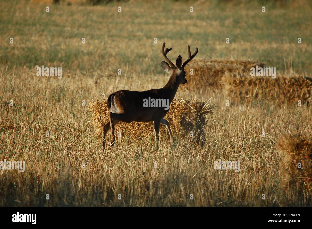 A Blacktail Deer roams through a hay field in the Bitterwater Valley. The buck's antlers are covered in velvet. Stock Photo